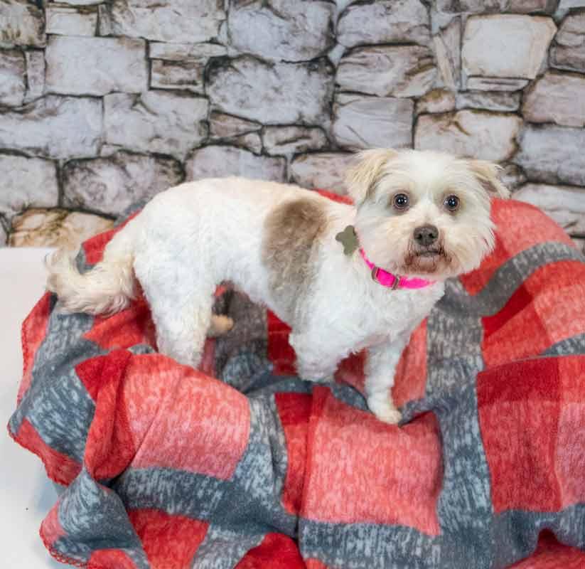 Enlarge Virginia, a Adoptable mixed breed in Kennesaw, GA image 2/6