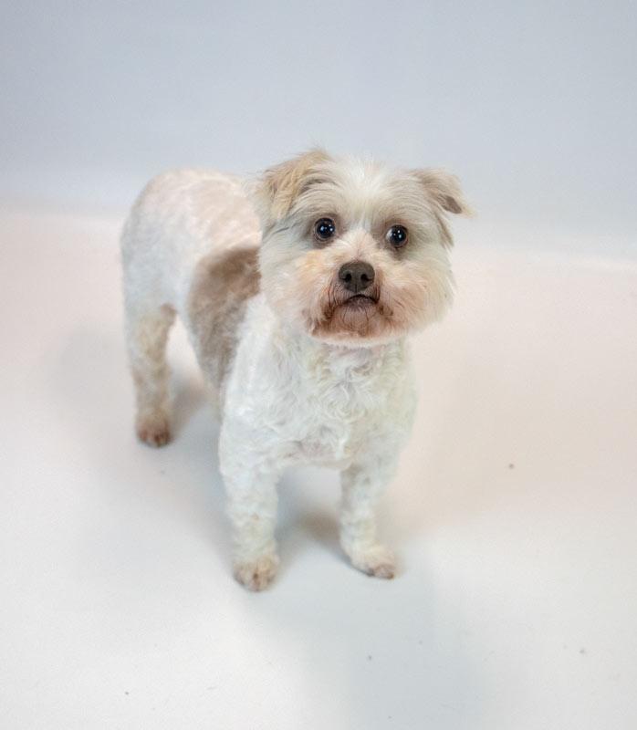 Enlarge Virginia, a Adoptable mixed breed in Kennesaw, GA image 3/6