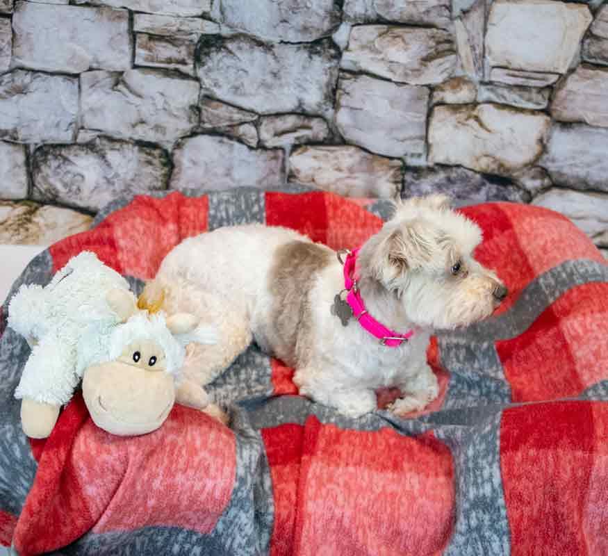 Enlarge Virginia, a Adoptable mixed breed in Kennesaw, GA image 5/6