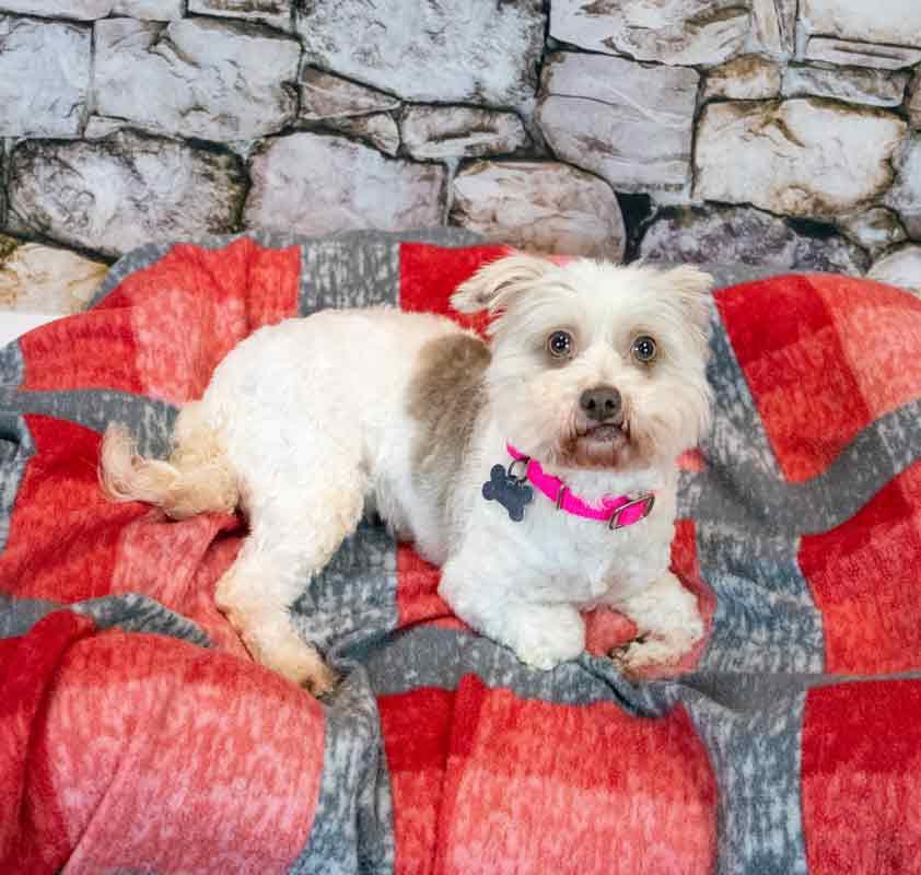 Enlarge Virginia, a Adoptable mixed breed in Kennesaw, GA image 4/6