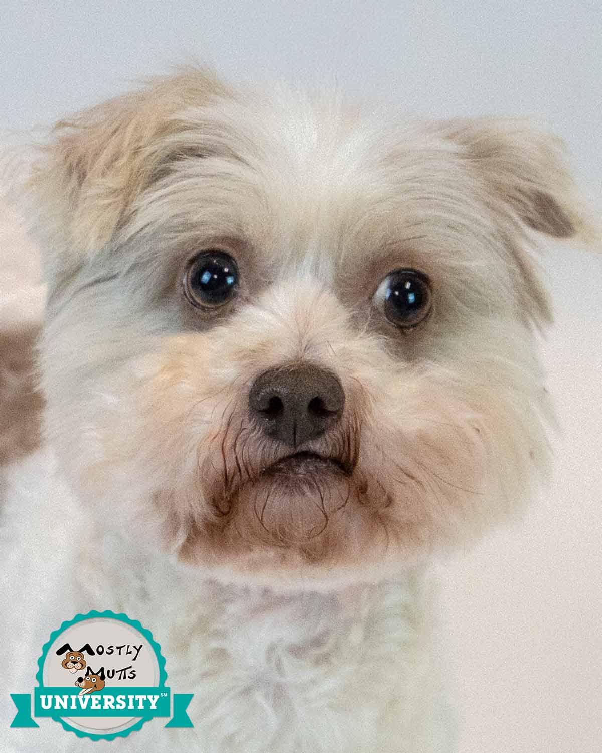 Virginia, Adoptable, Adult Female Bichon Frise & Poodle.