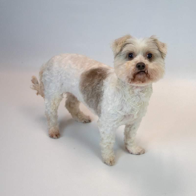 Enlarge Virginia, a Adoptable mixed breed in Kennesaw, GA image 6/6