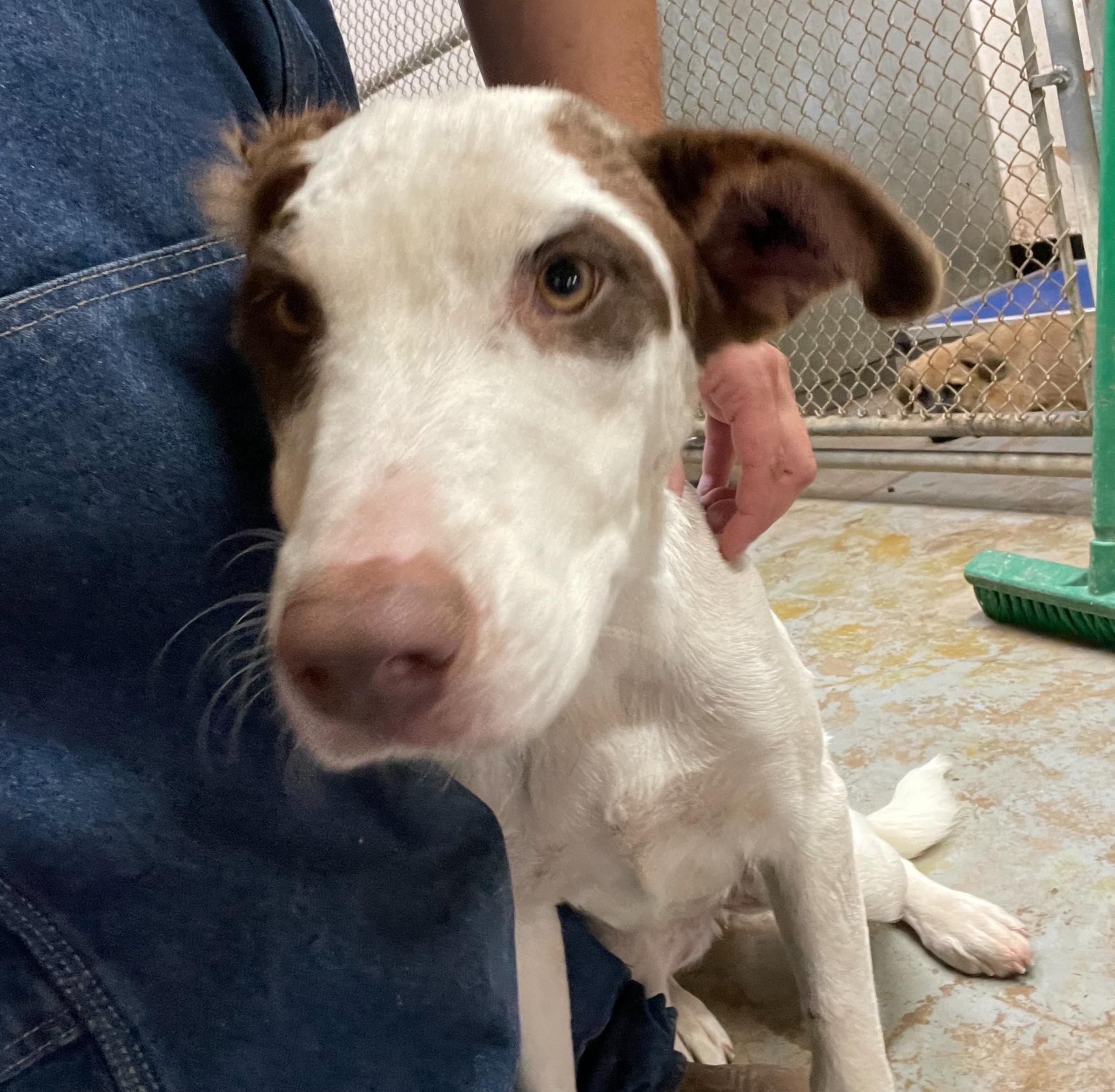 Grace, an adoptable Border Collie in Portales, NM, 88130 | Photo Image 1