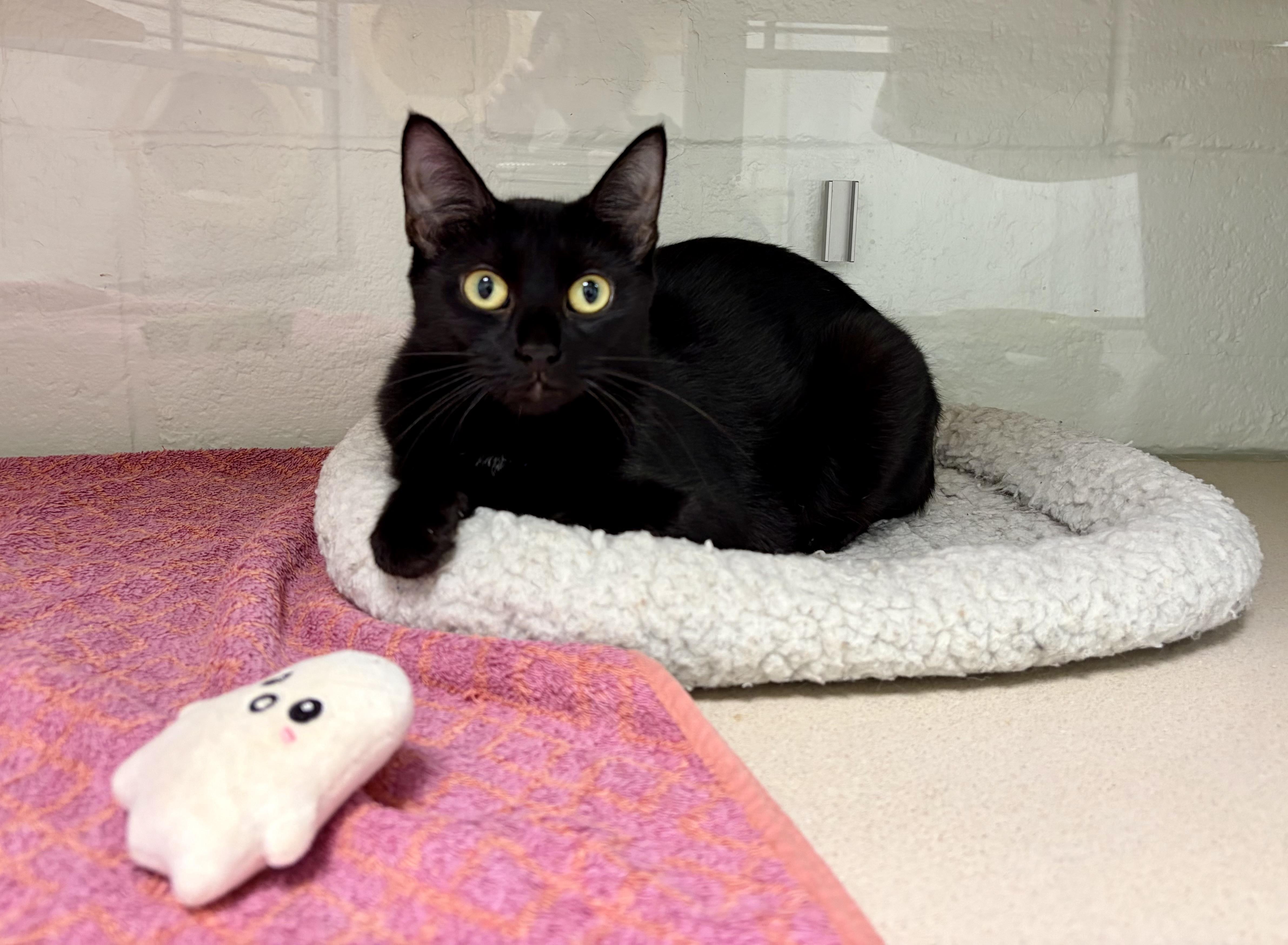 Enlarge Coconut, a Adopted Domestic Short Hair in Old Saybrook, CT image 1/1