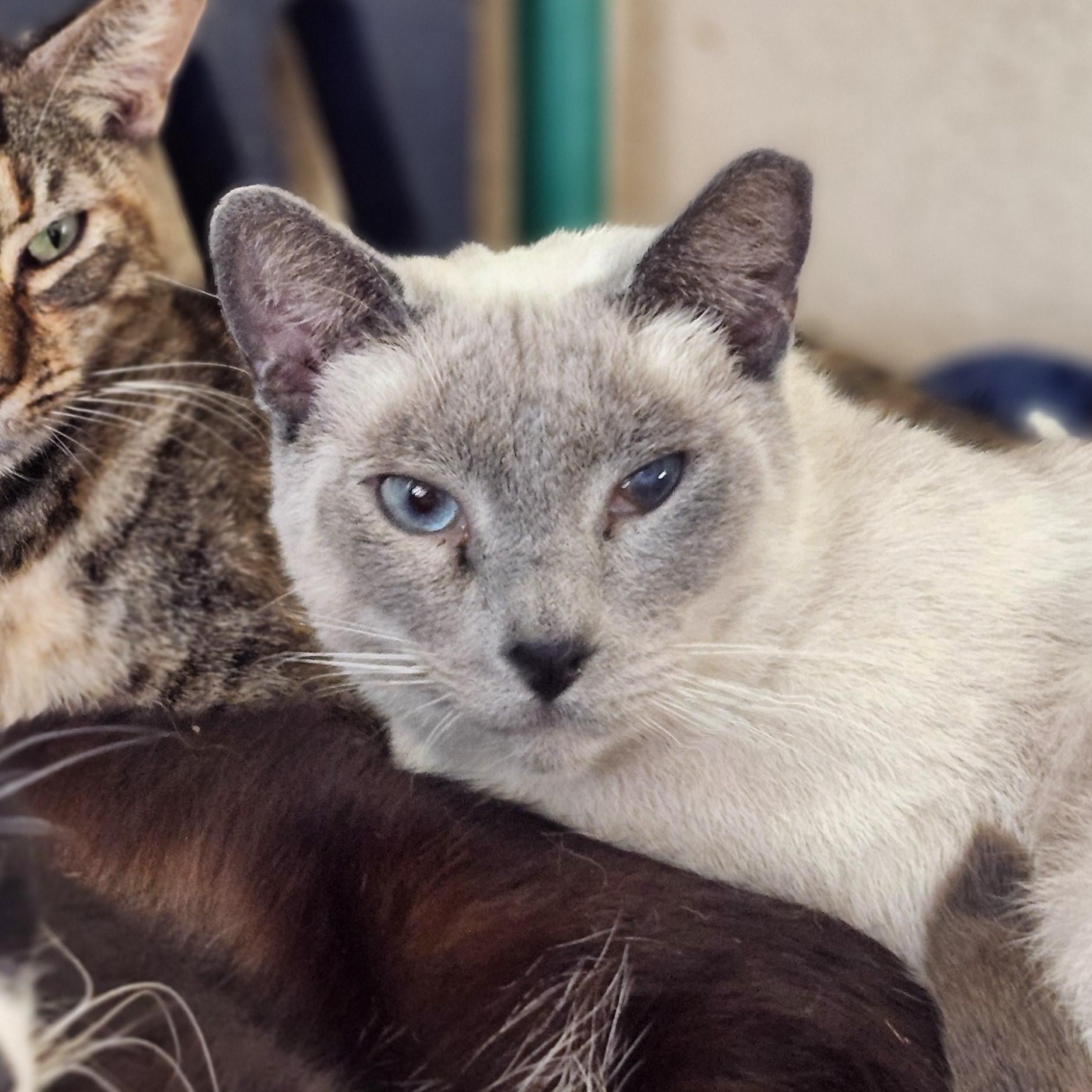 Denver AKA (Denver Lane), a Adoptable mixed breed in Long Beach, CA image 1/3