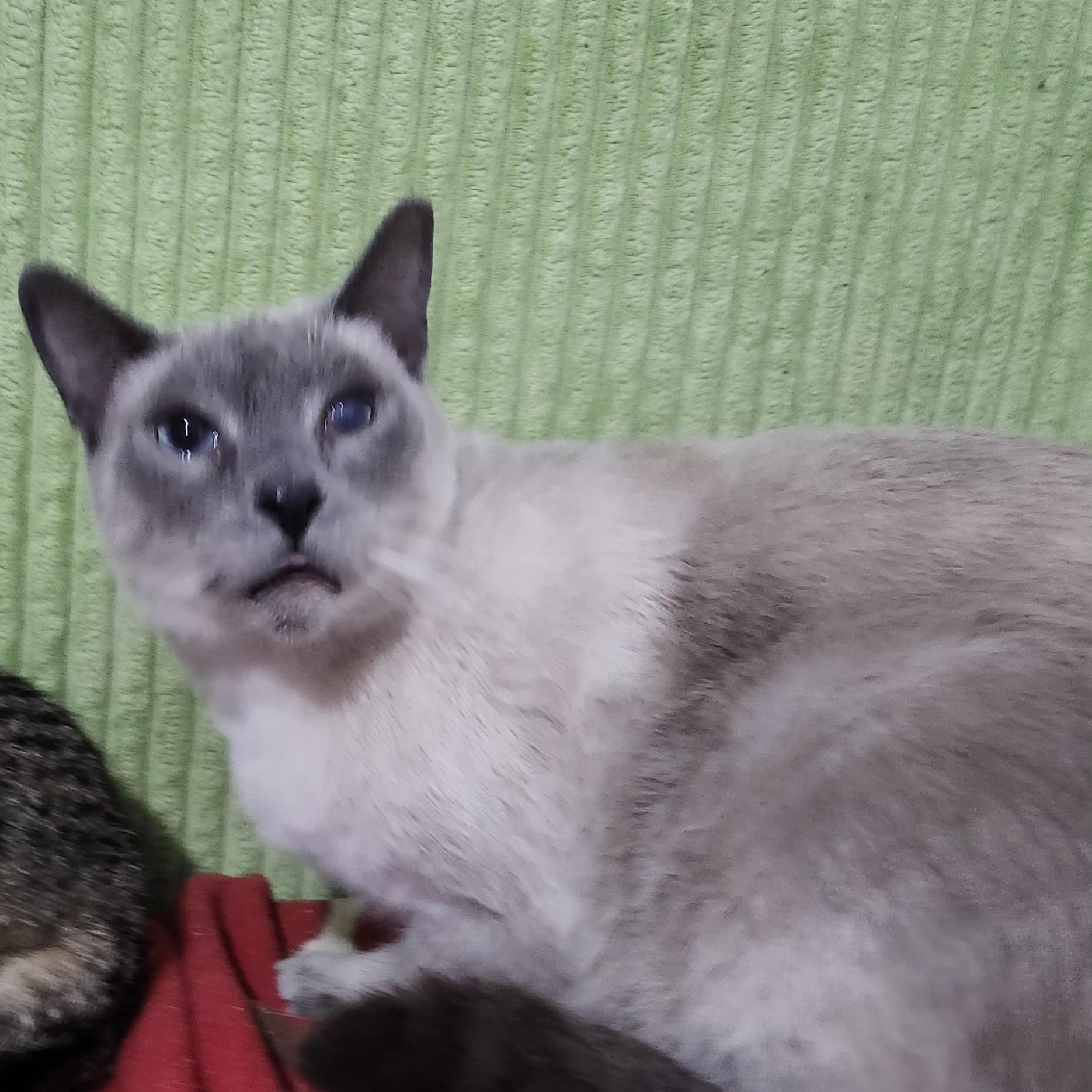 Denver AKA (Denver Lane), a Adoptable mixed breed in Long Beach, CA image 2/3