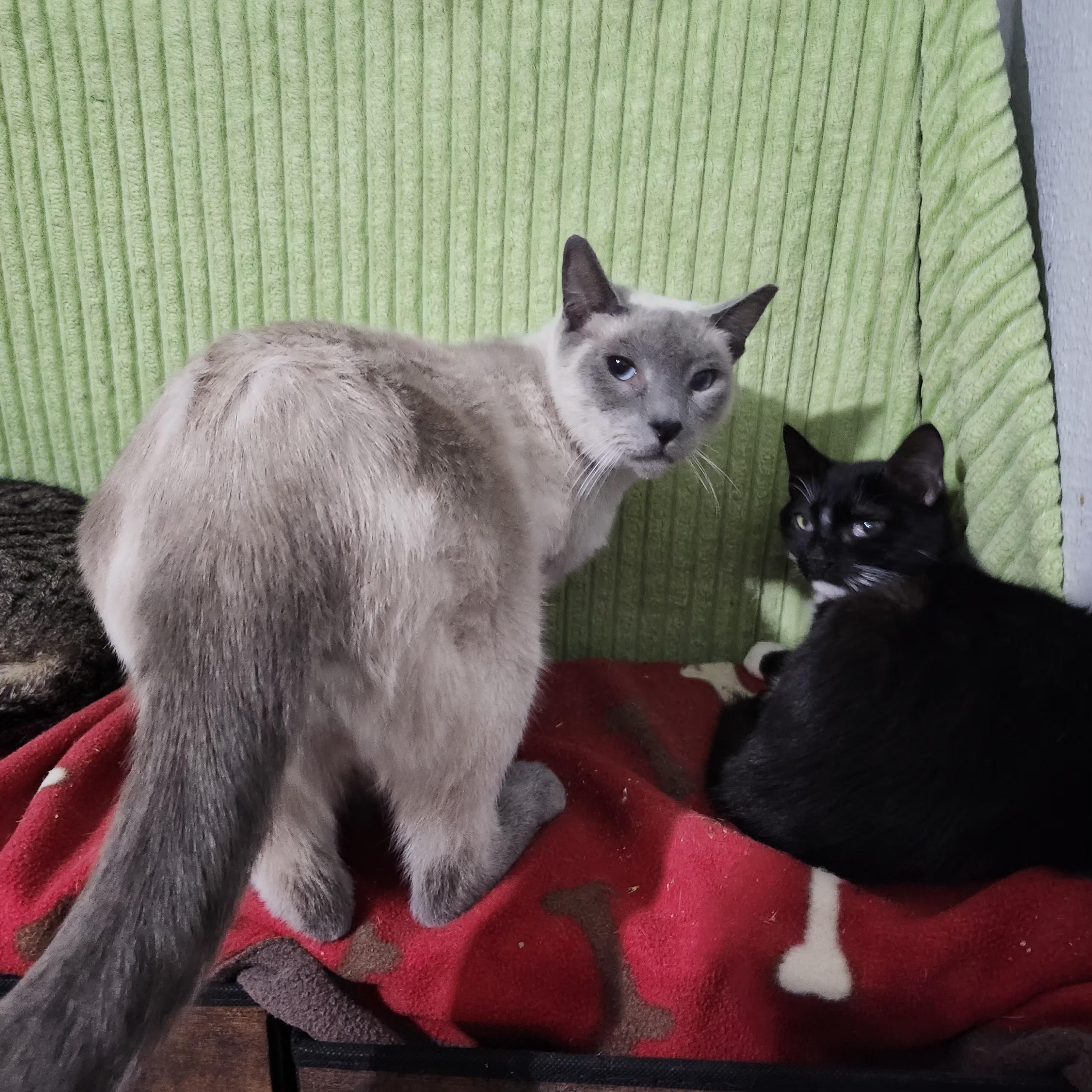 Denver AKA (Denver Lane), a Adoptable mixed breed in Long Beach, CA image 3/3