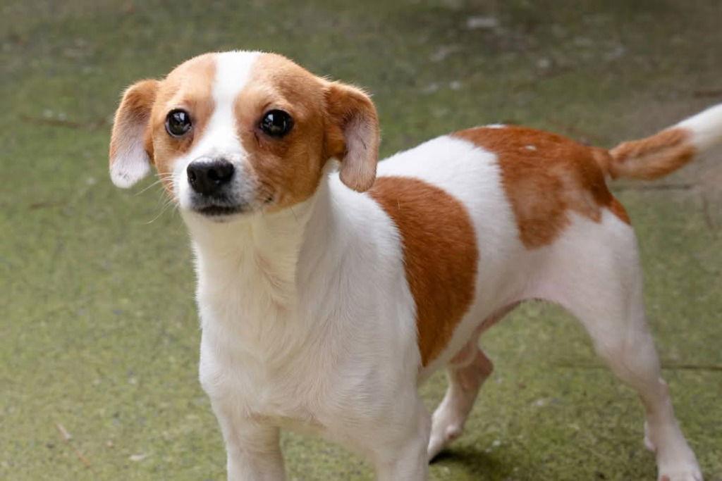 Harpo, Adoptable, Adult Male Terrier & Chihuahua.