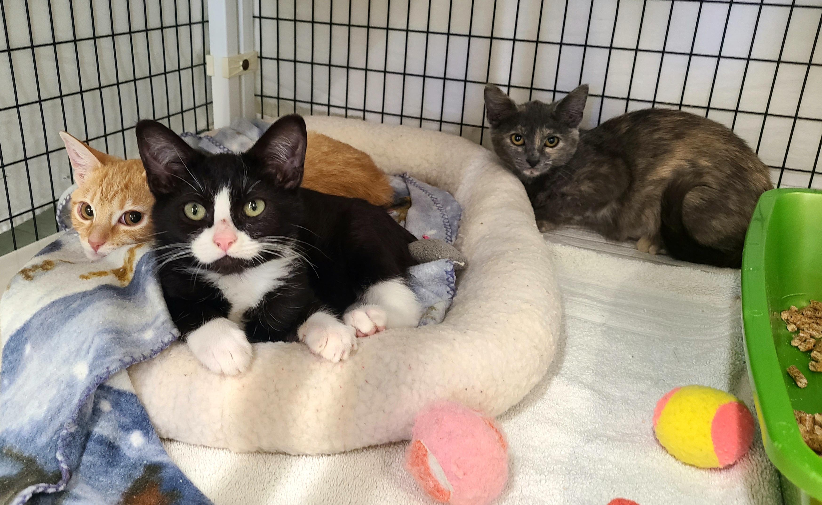 Enlarge Mahatma, Malala and Mandela, a Adoptable Domestic Short Hair in Kirkland, WA image 1/1