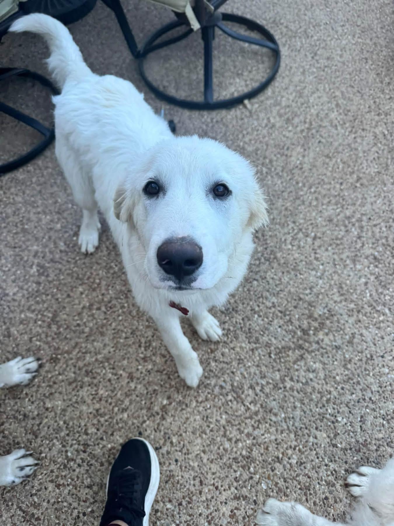 Enlarge Felix, a Adoptable mixed breed in Southlake, TX image 2/4