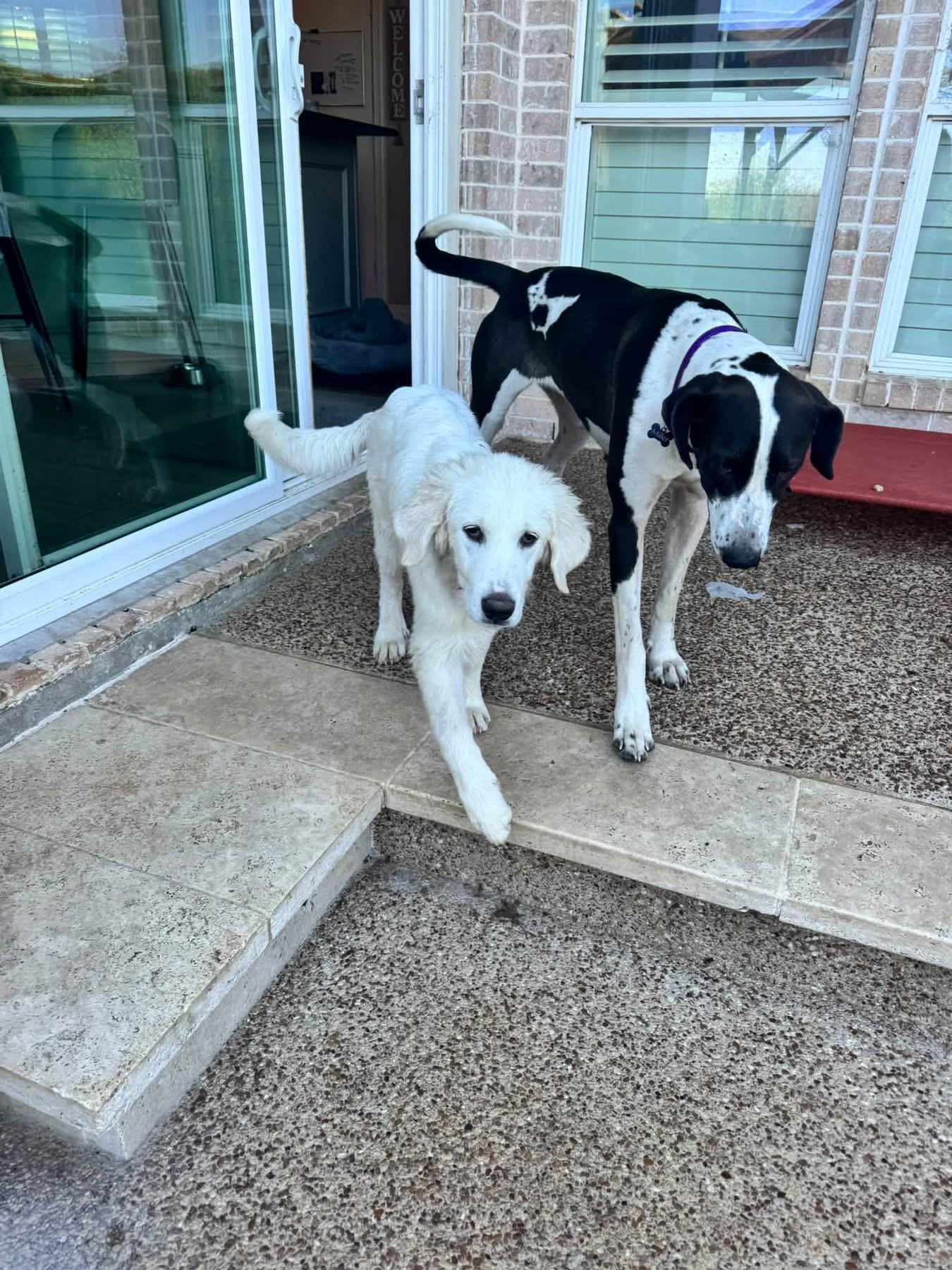 Enlarge Felix, a Adoptable mixed breed in Southlake, TX image 3/4