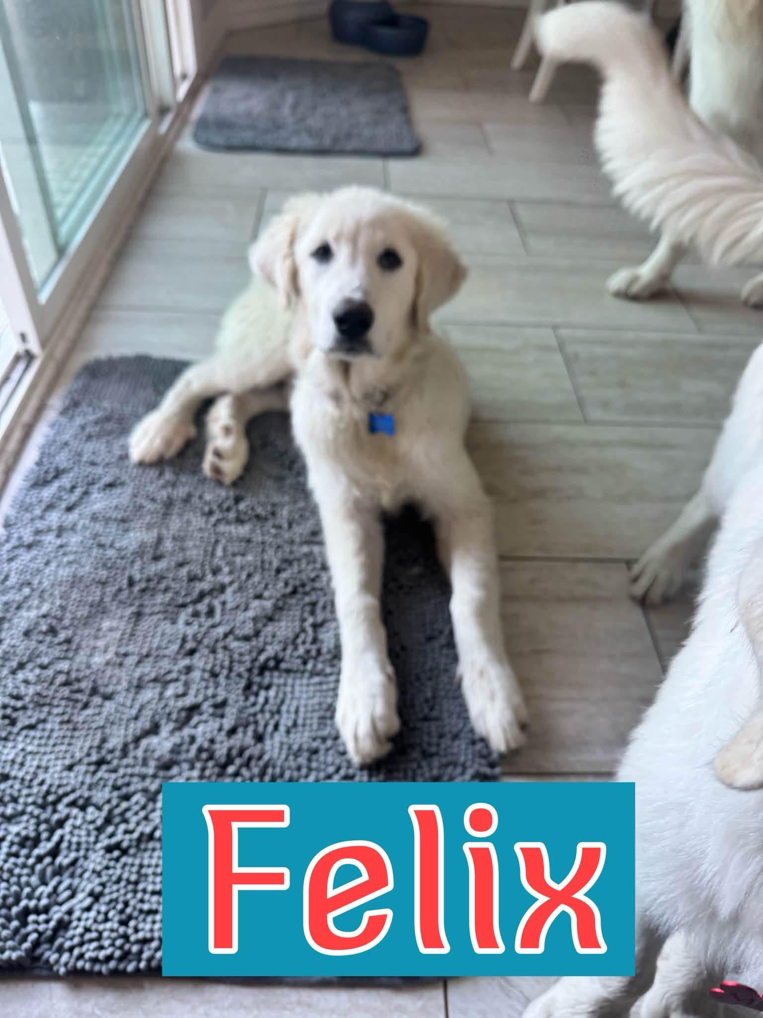 Felix, Adoptable, Young Male Great Pyrenees.