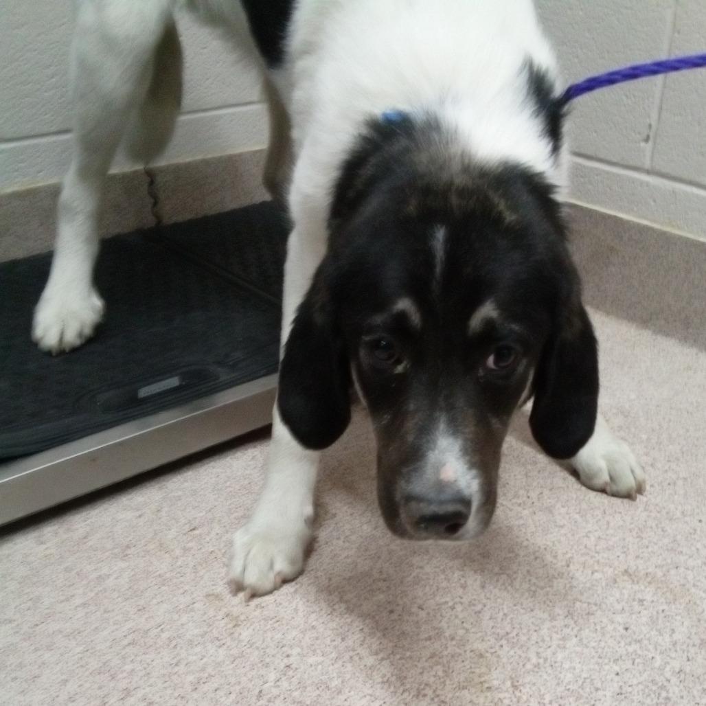 Enlarge Max, a Adoptable mixed breed in Ardmore, OK image 1/1