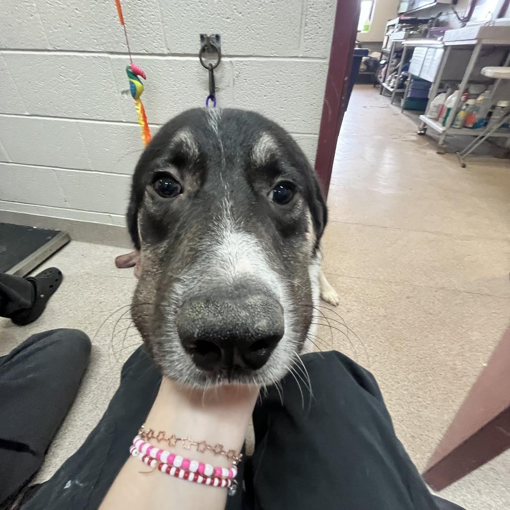 Max, a Adoptable mixed breed in Ardmore, OK image 2/2