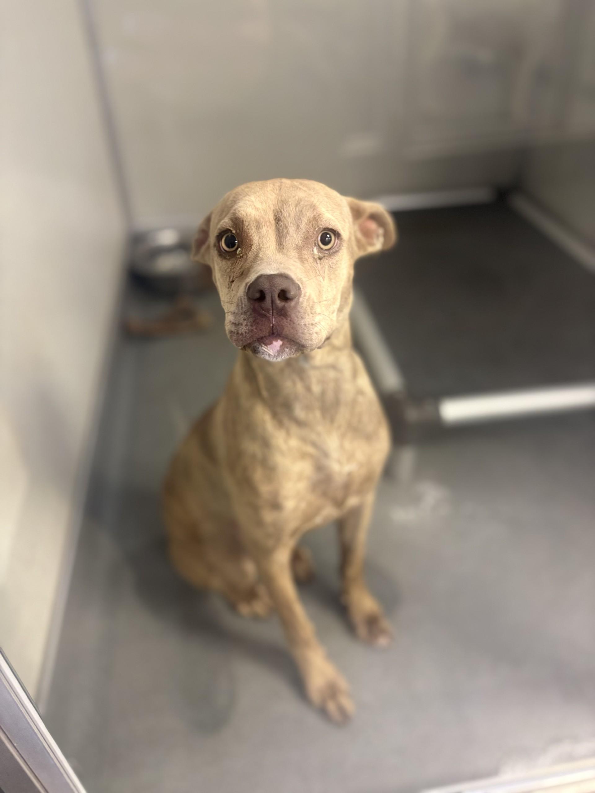 Enlarge EMBER #0503 (410), a Adoptable mixed breed in Victorville, CA image 1/1