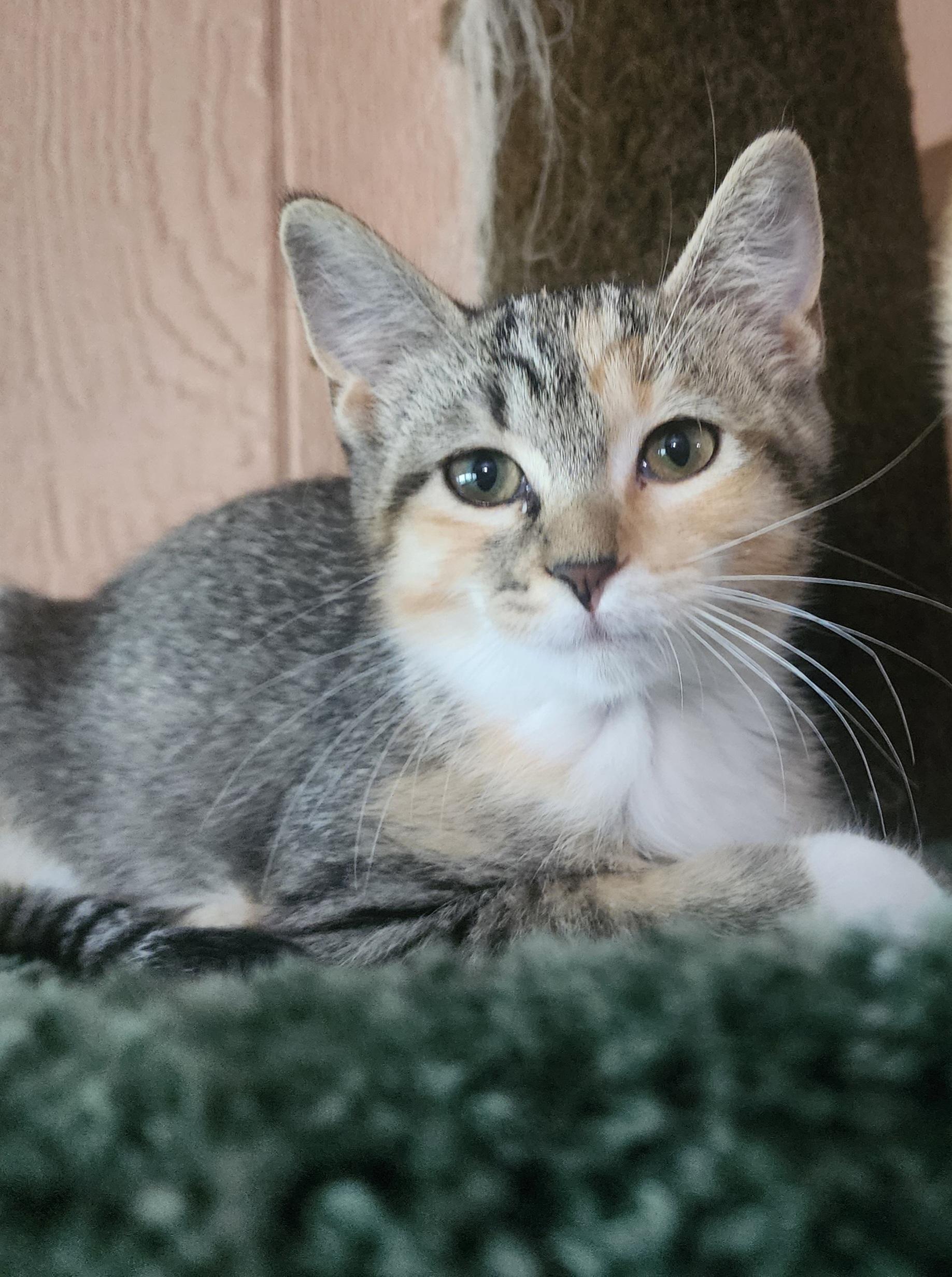 Emily-Courtesy Listing, an adopted mixed breed in Decorah, IA image 2/3