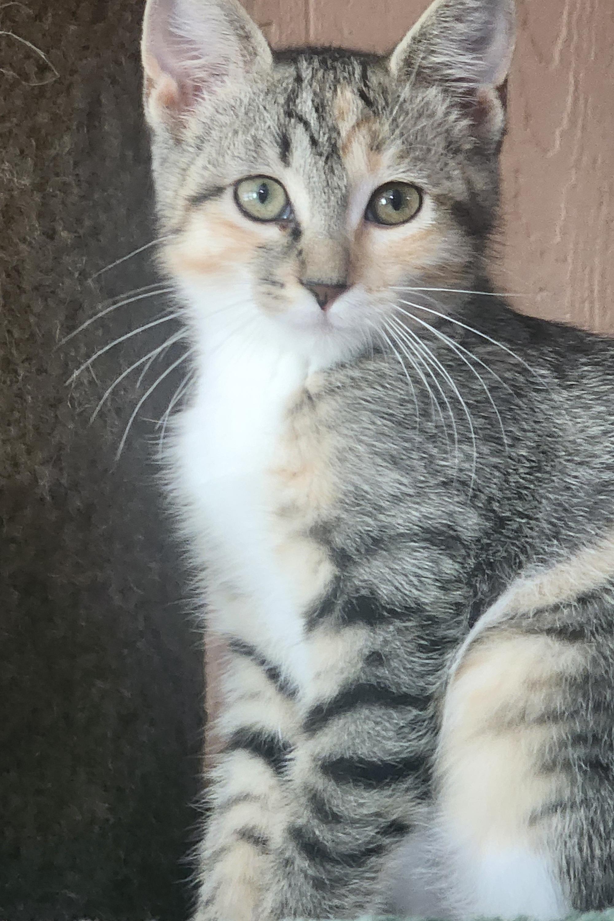 Emily-Courtesy Listing, adopted, Kitten Female Dilute Calico & Tabby.