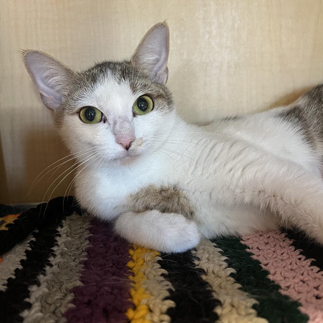 Enlarge Daisy, a Adoptable Domestic Short Hair in Chesapeake, VA image 1/1