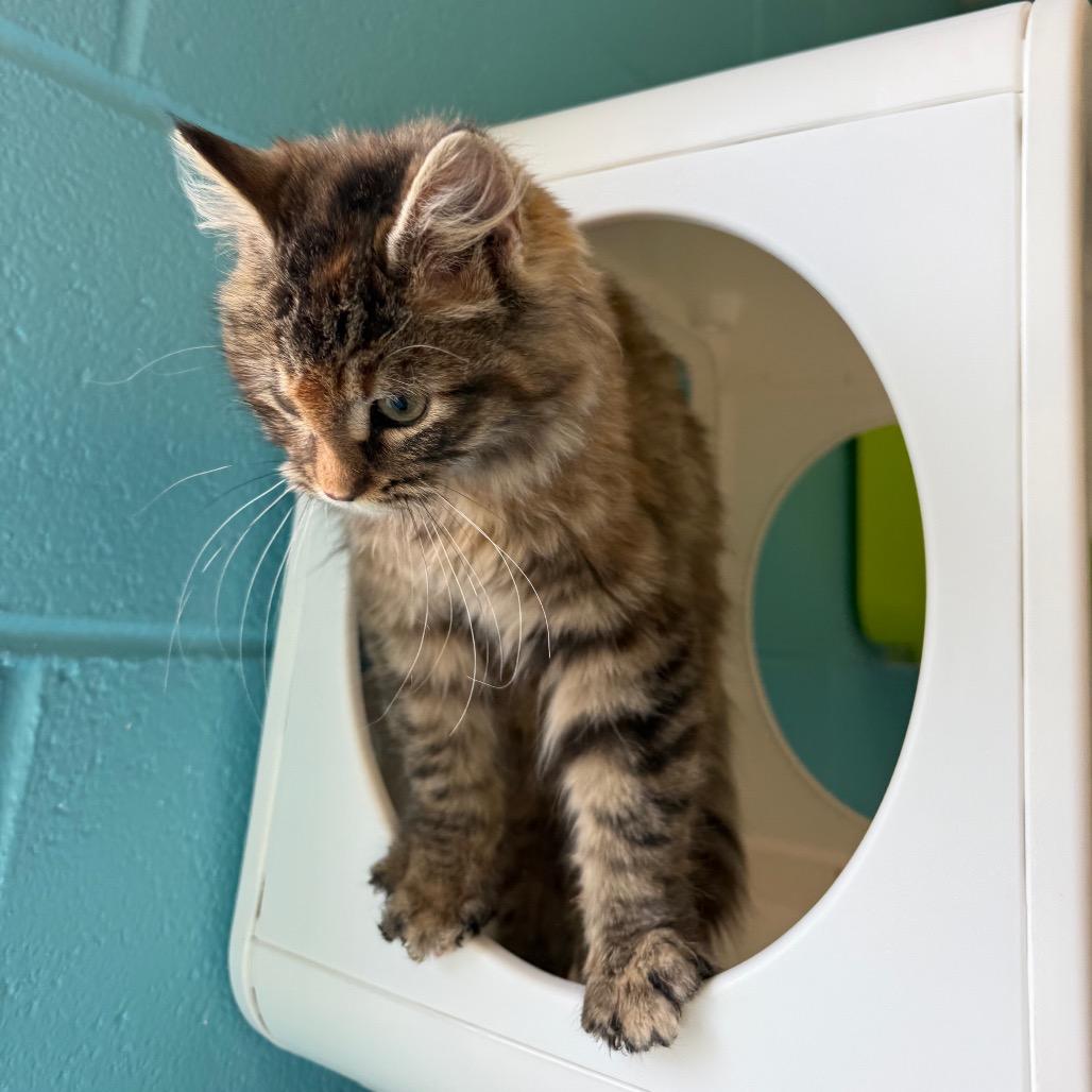 Bear, Adoptable, Kitten Female Domestic Medium Hair.