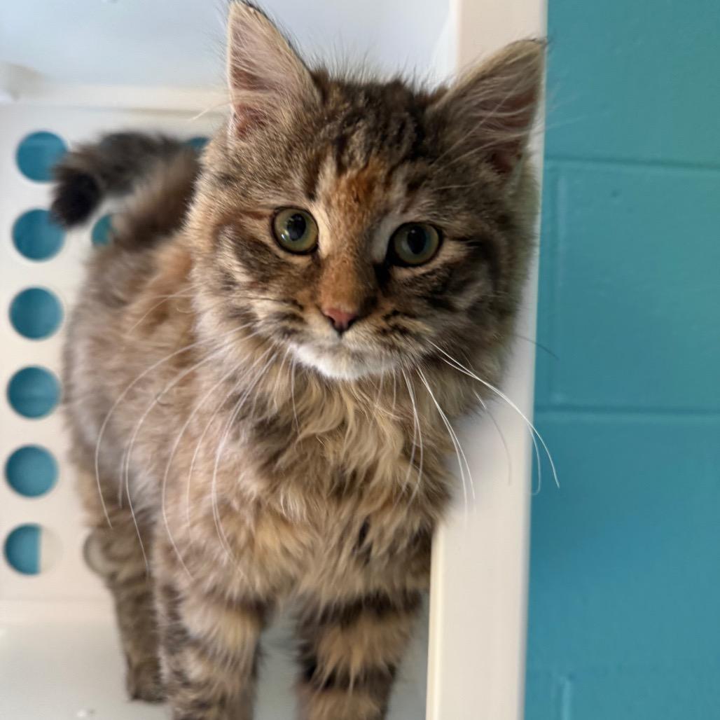 Enlarge Bear, a Adoptable Domestic Medium Hair in Roxboro, NC image 2/6
