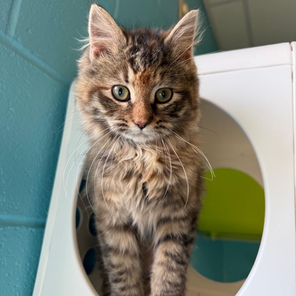 Enlarge Bear, a Adoptable Domestic Medium Hair in Roxboro, NC image 3/6