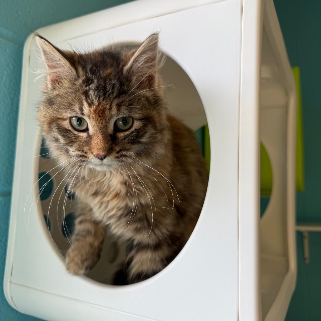 Enlarge Bear, a Adoptable Domestic Medium Hair in Roxboro, NC image 4/6
