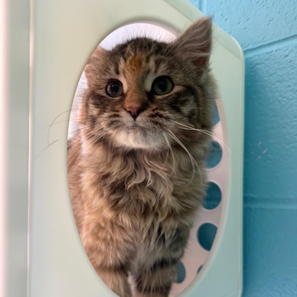 Enlarge Bear, a Adoptable Domestic Medium Hair in Roxboro, NC image 5/6