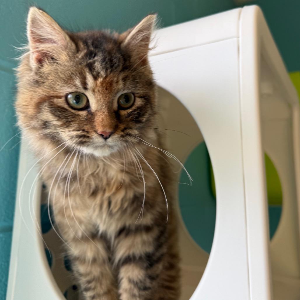 Enlarge Bear, a Adoptable Domestic Medium Hair in Roxboro, NC image 6/6