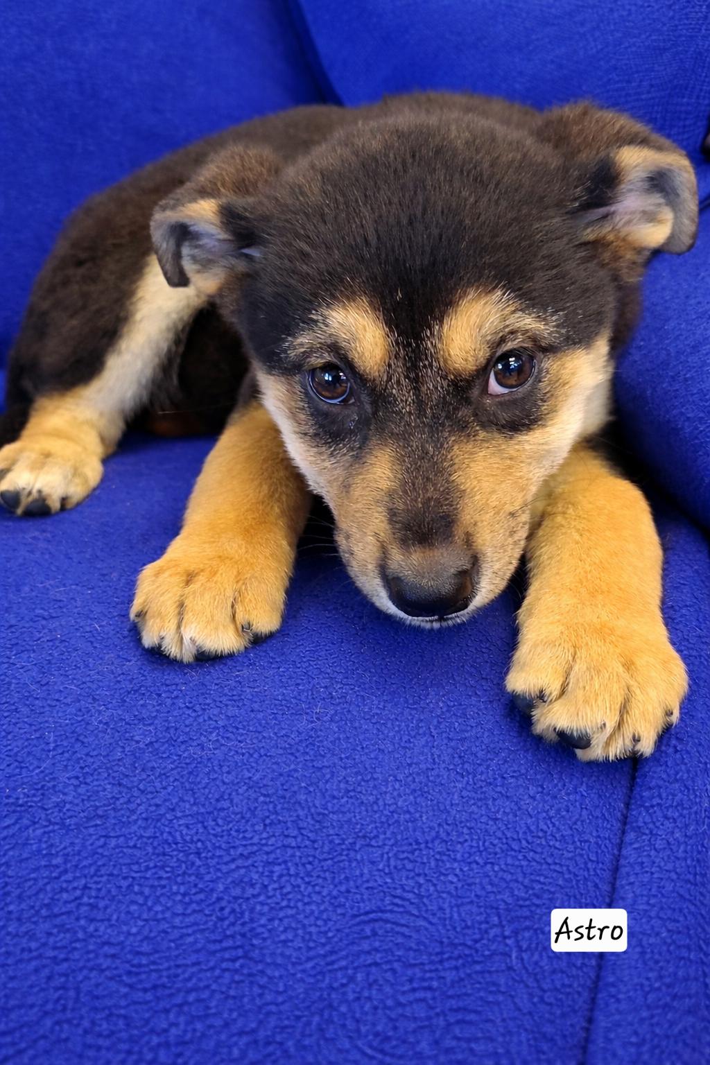 Astro, ADOPTABLE, Puppy Female German Shepherd Dog & Husky.