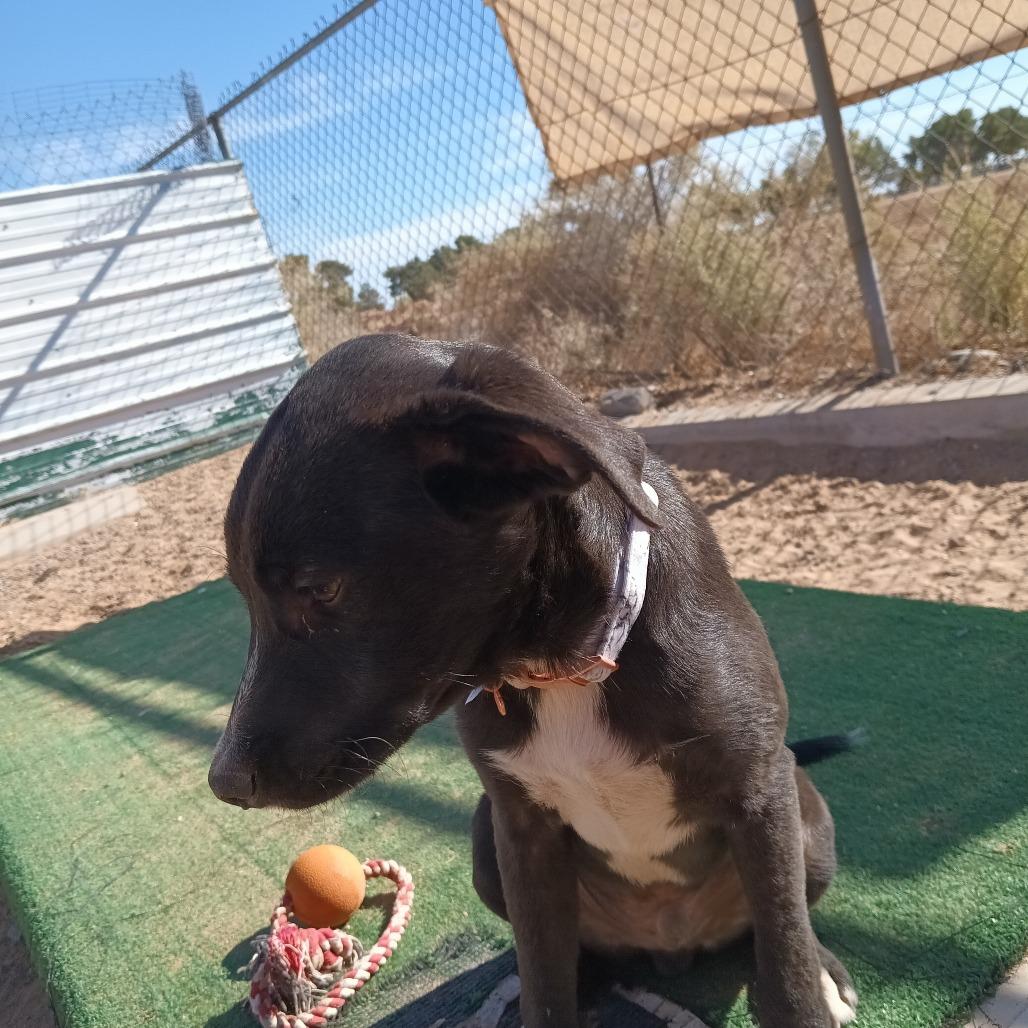 Cecil, Adoptable, Young Male Mixed Breed.