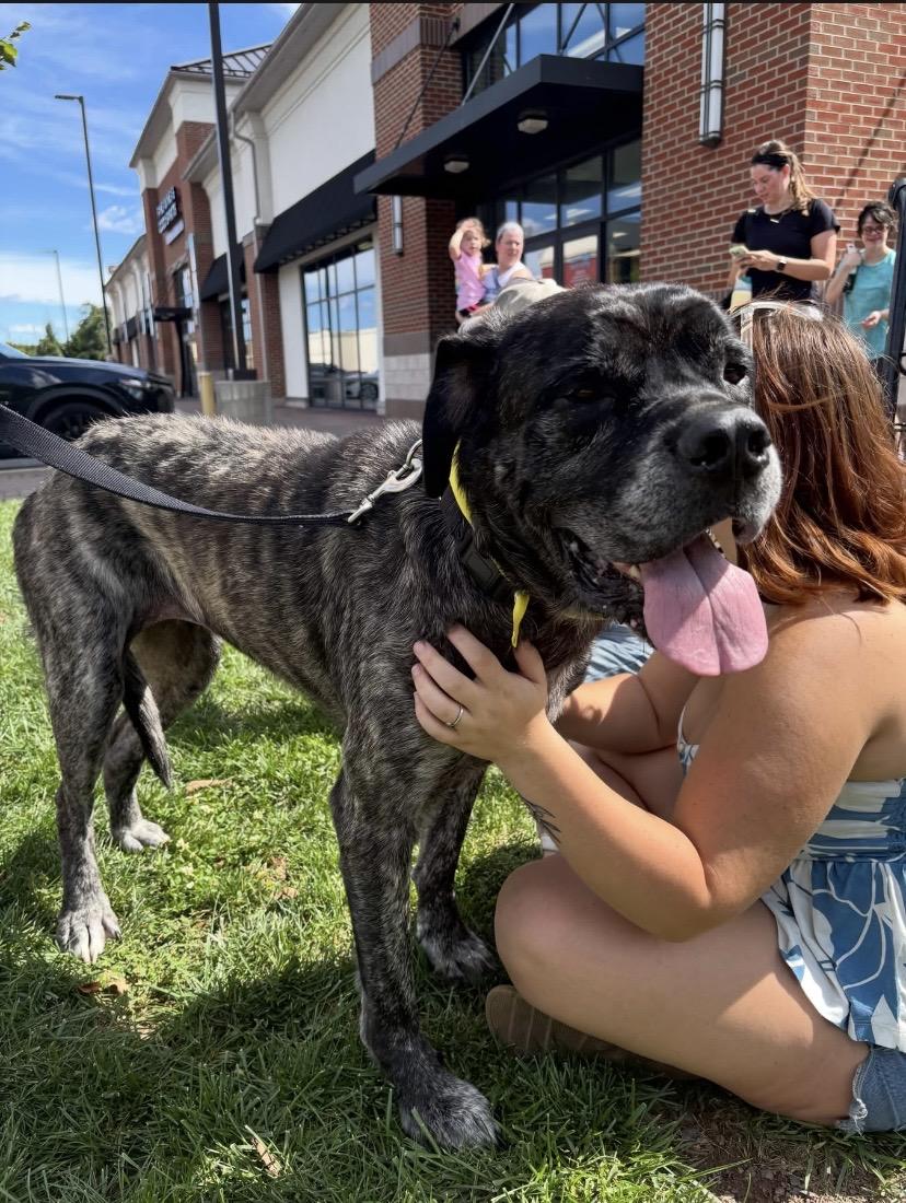 Enlarge Nyjah, a Adoptable mixed breed in Philadelphia, PA image 2/3