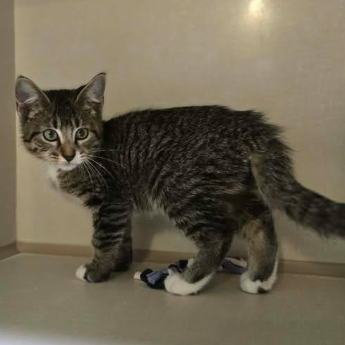 Mr Longtail, adopted, Kitten Male Domestic Short Hair.