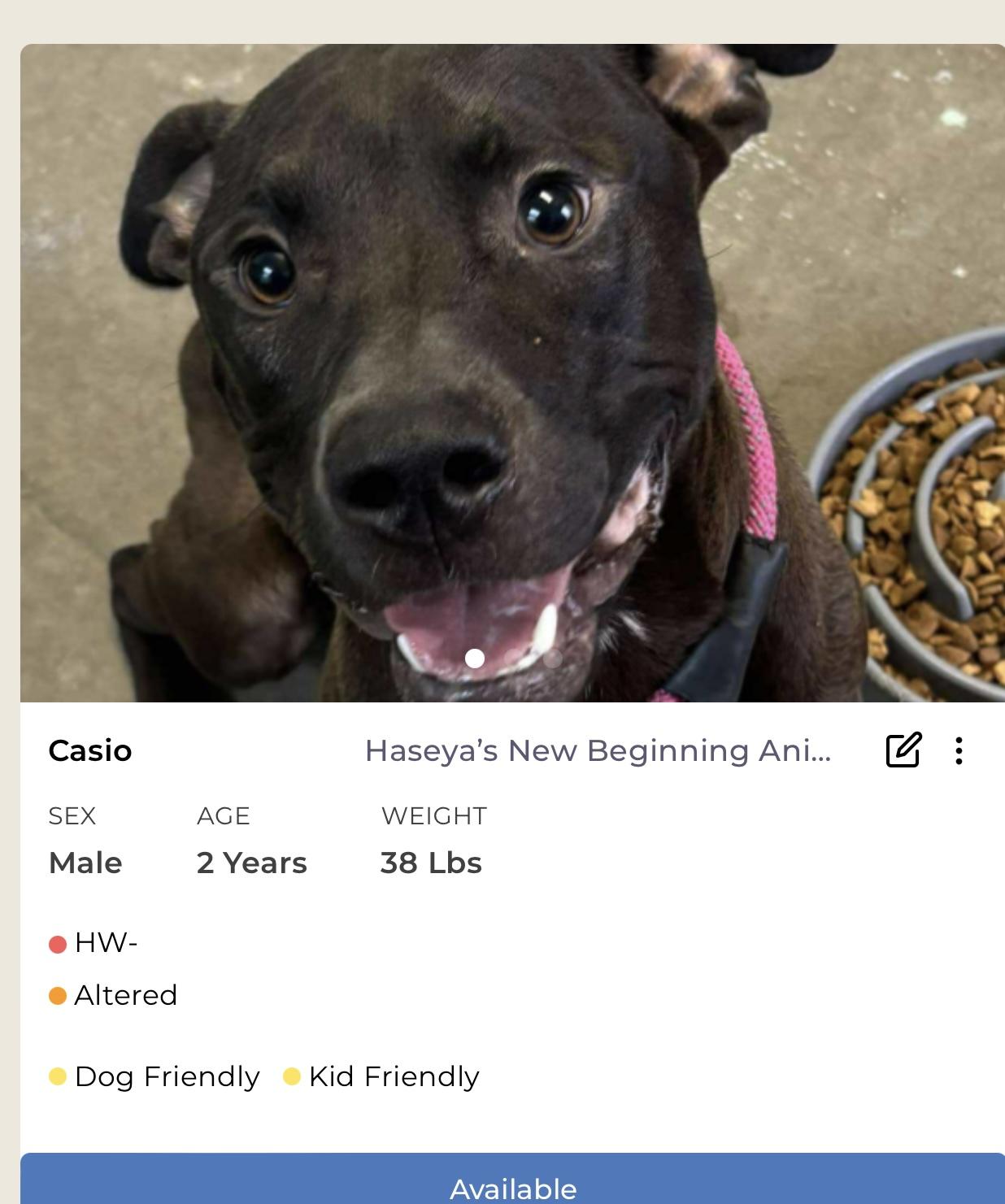 Casio, Adoptable, Adult Male Mixed Breed.