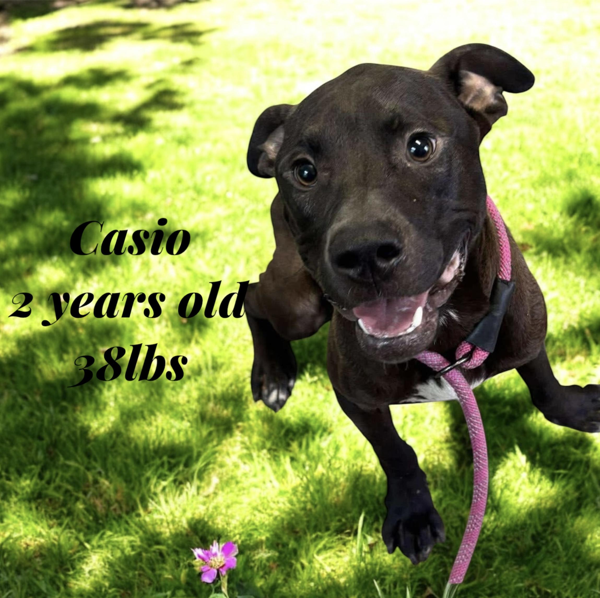 Enlarge Casio, a Adoptable Mixed Breed in Rayne, LA image 2/2