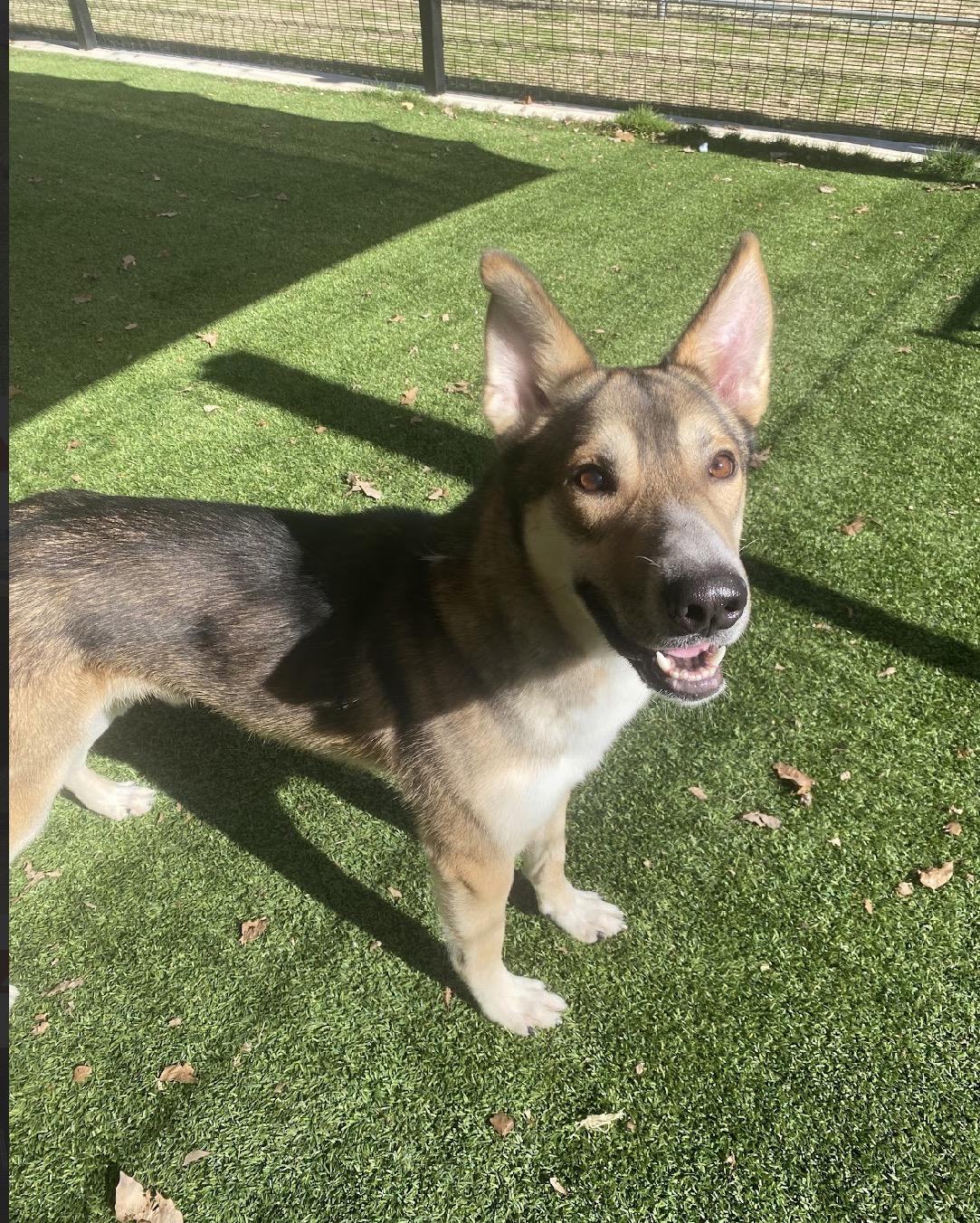 Gordo, adopted, Young Male German Shepherd Dog.