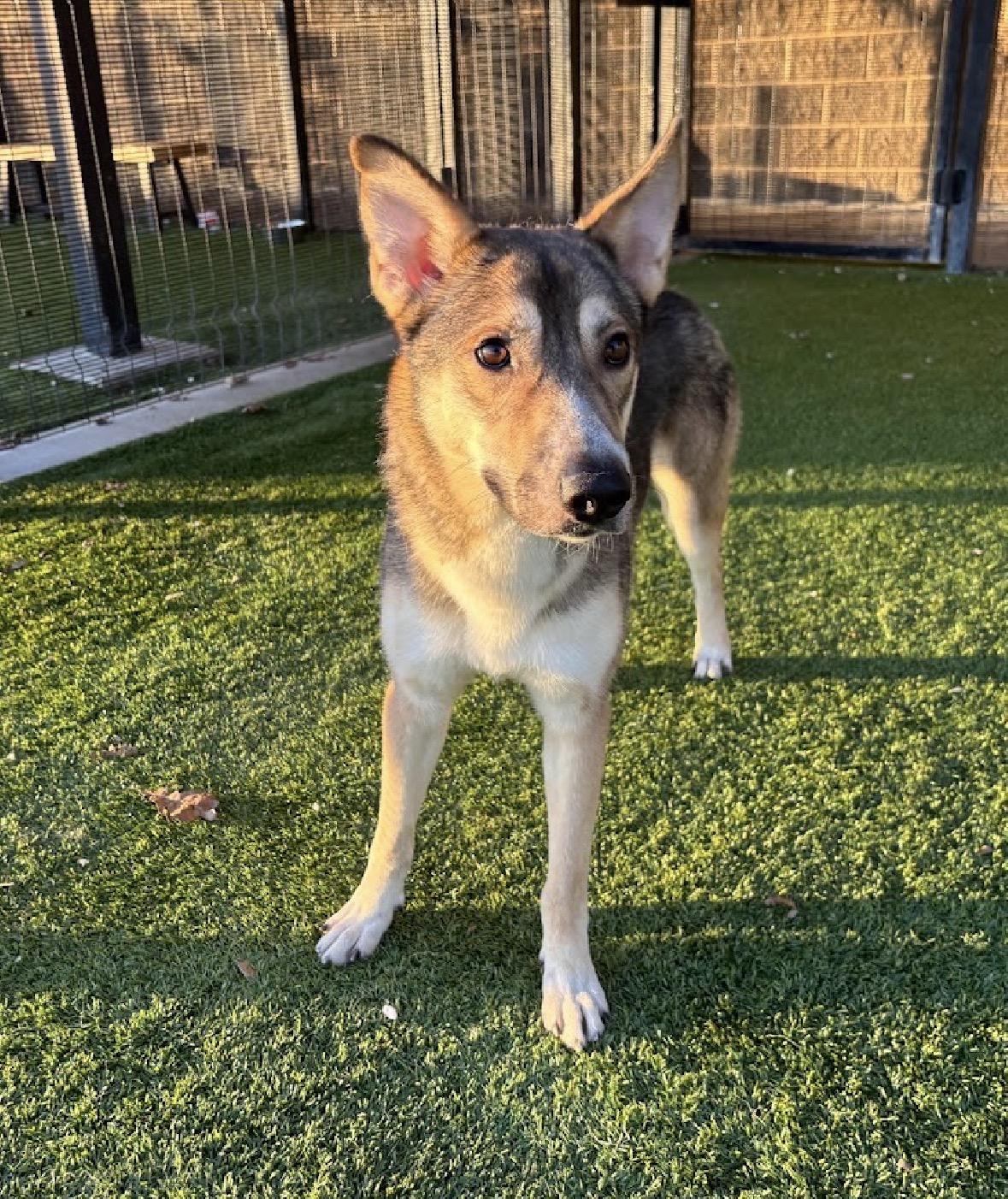 Enlarge Gordo, an adopted German Shepherd Dog in Pilot Point, TX image 3/5