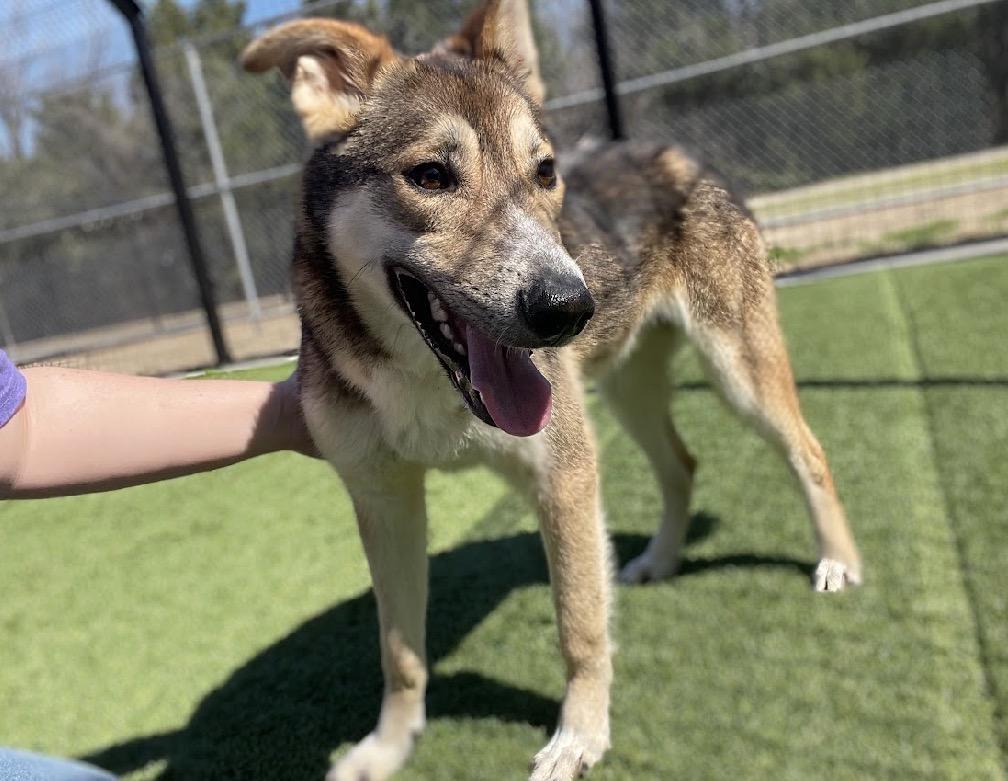Enlarge Gordo, an adopted German Shepherd Dog in Pilot Point, TX image 2/5