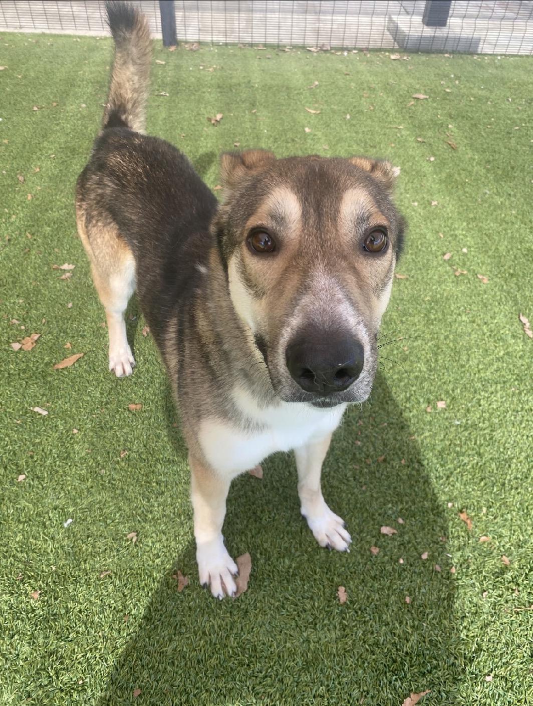 Enlarge Gordo, an adopted German Shepherd Dog in Pilot Point, TX image 4/5