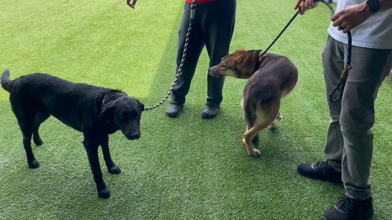 Enlarge Gordo, an adopted German Shepherd Dog in Pilot Point, TX video 5/5