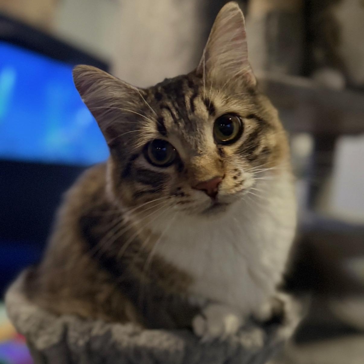 Sherlock, ADOPTABLE, Young Male Domestic Long Hair.