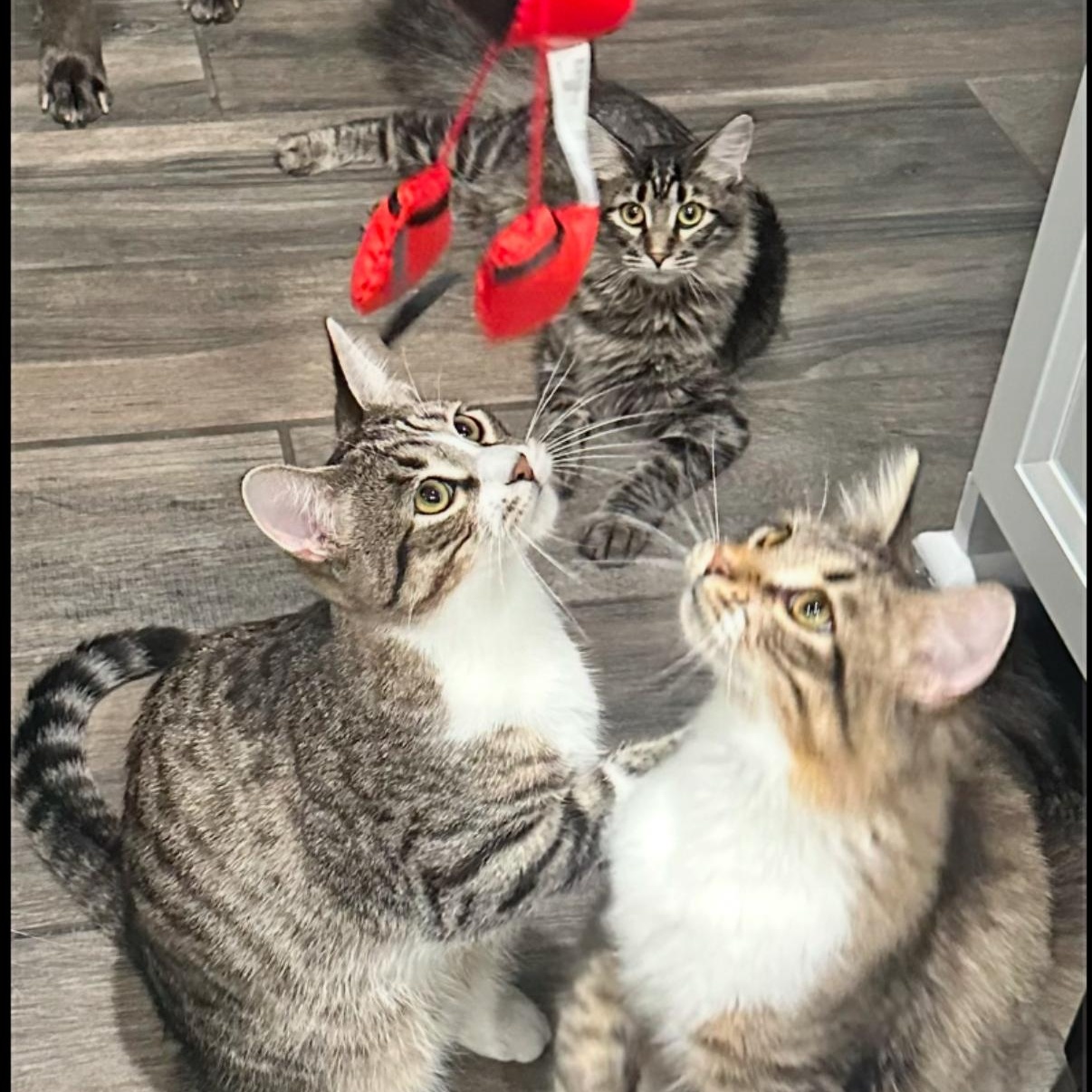 Enlarge Sherlock, a ADOPTABLE Domestic Long Hair in Westland, MI image 2/6