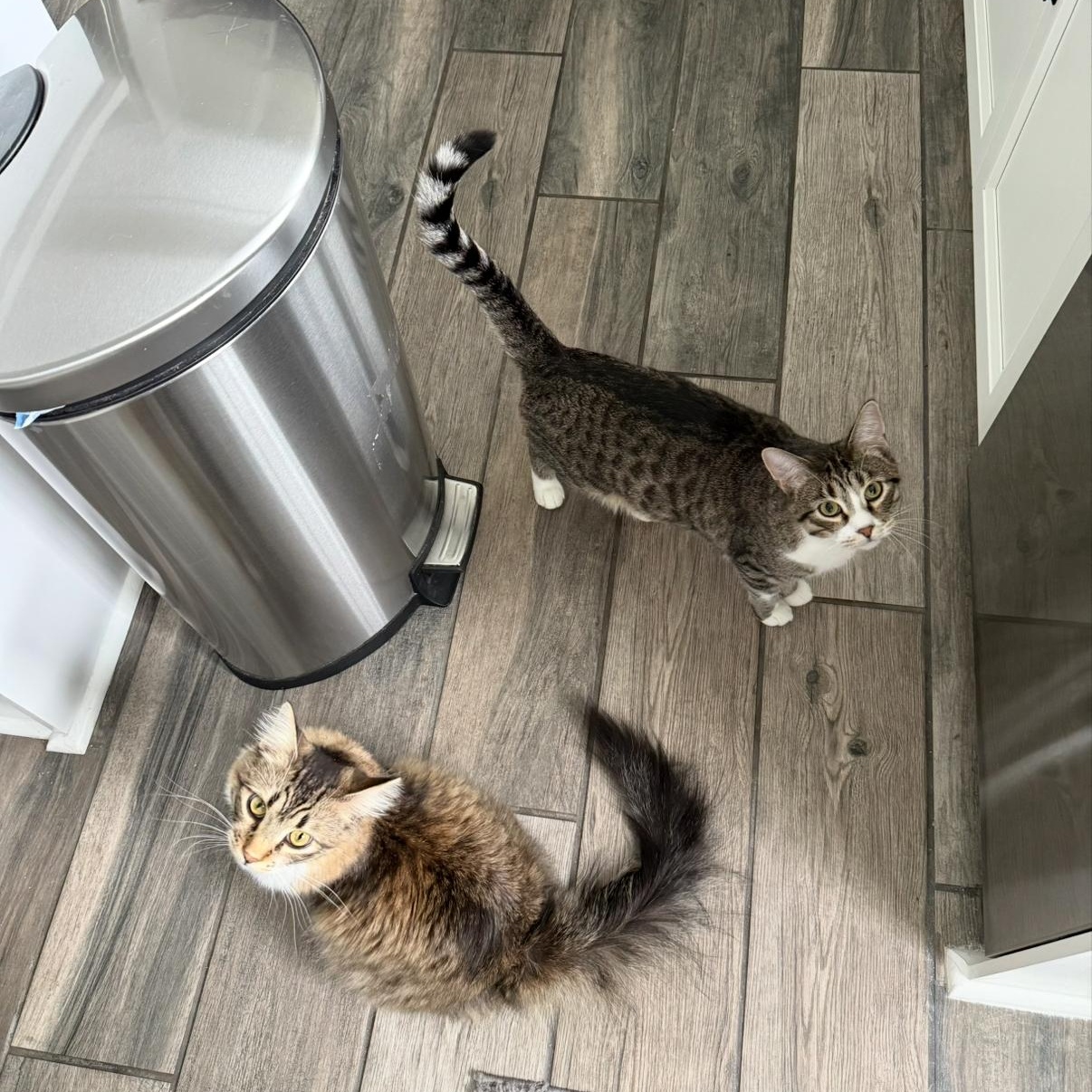 Enlarge Sherlock, a ADOPTABLE Domestic Long Hair in Westland, MI image 6/6