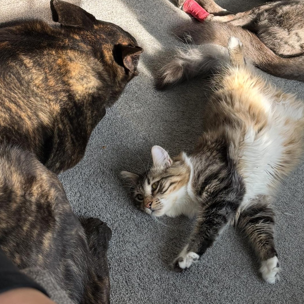 Enlarge Sherlock, a ADOPTABLE Domestic Long Hair in Westland, MI image 5/6