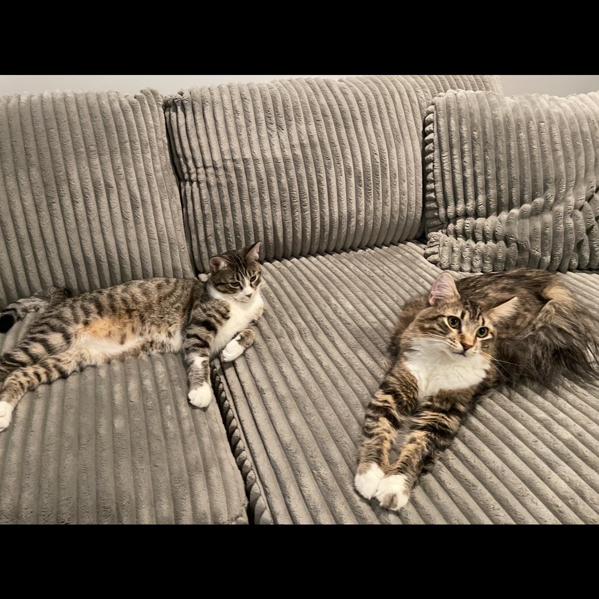 Enlarge Sherlock, a ADOPTABLE Domestic Long Hair in Westland, MI image 3/6