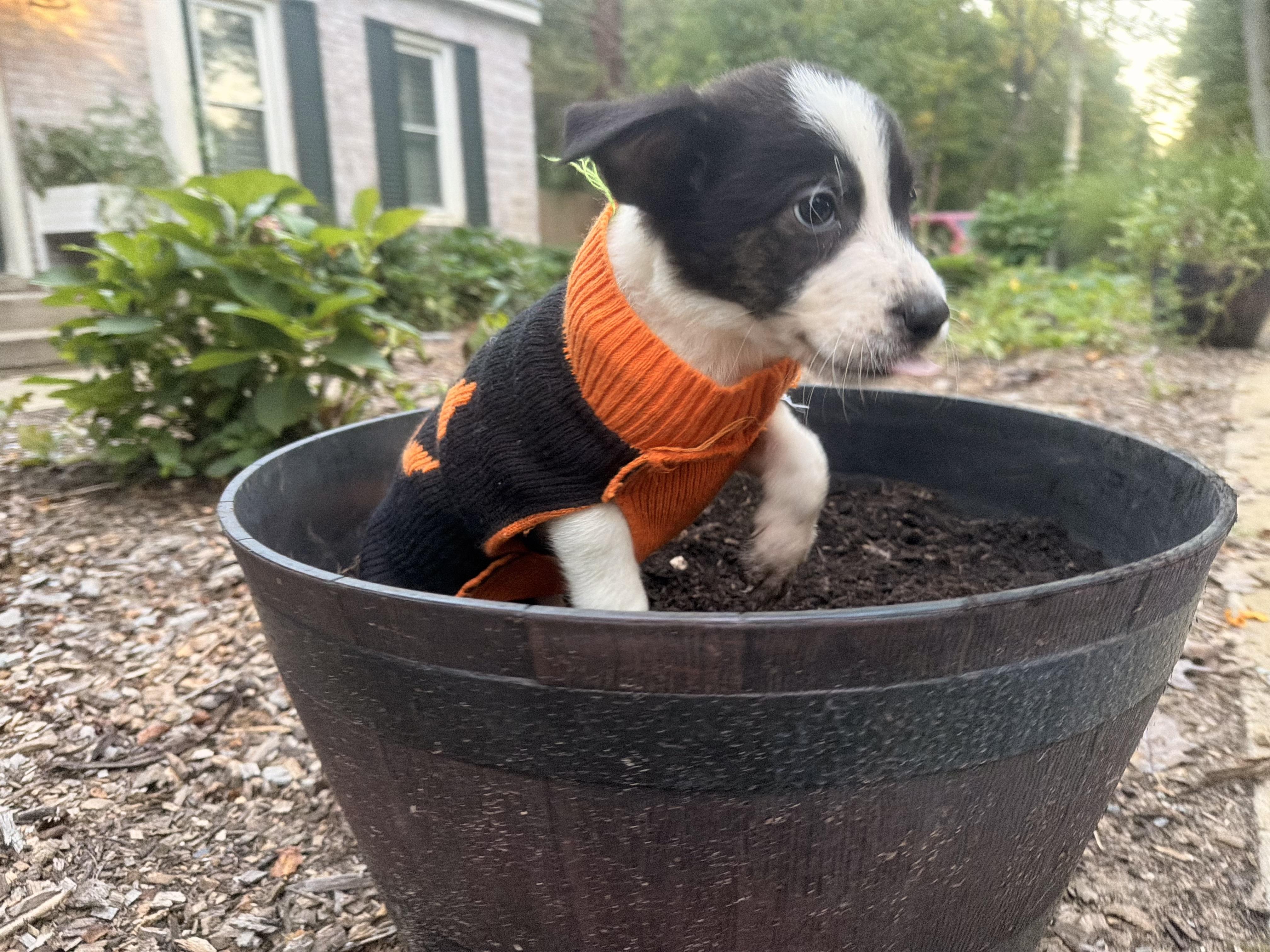 Enlarge Cheez-it, a Adoptable mixed breed in fennville, MI image 2/4