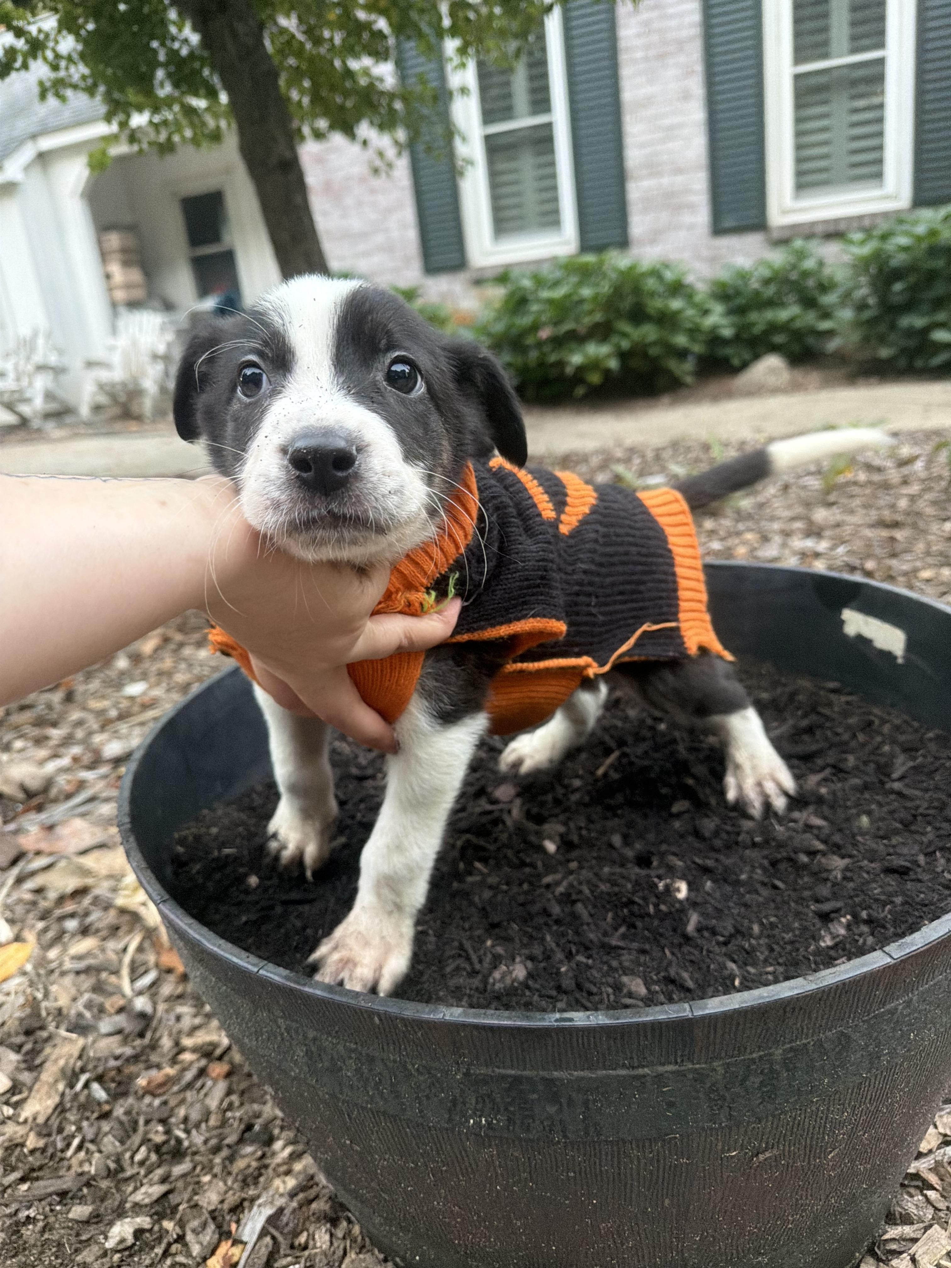 Enlarge Cheez-it, a Adoptable mixed breed in fennville, MI image 4/4