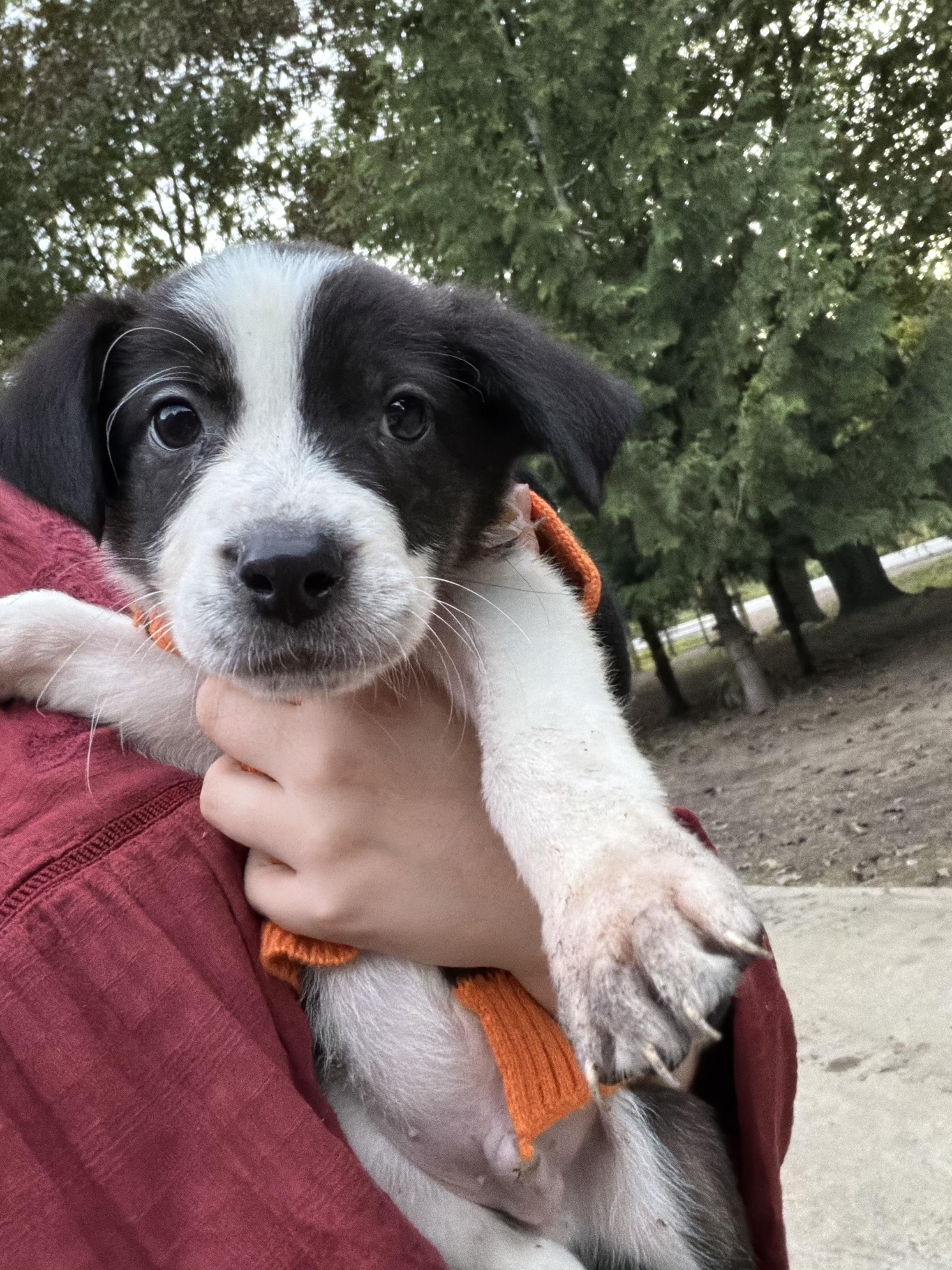 Enlarge Cheez-it, a Adoptable mixed breed in fennville, MI image 3/4