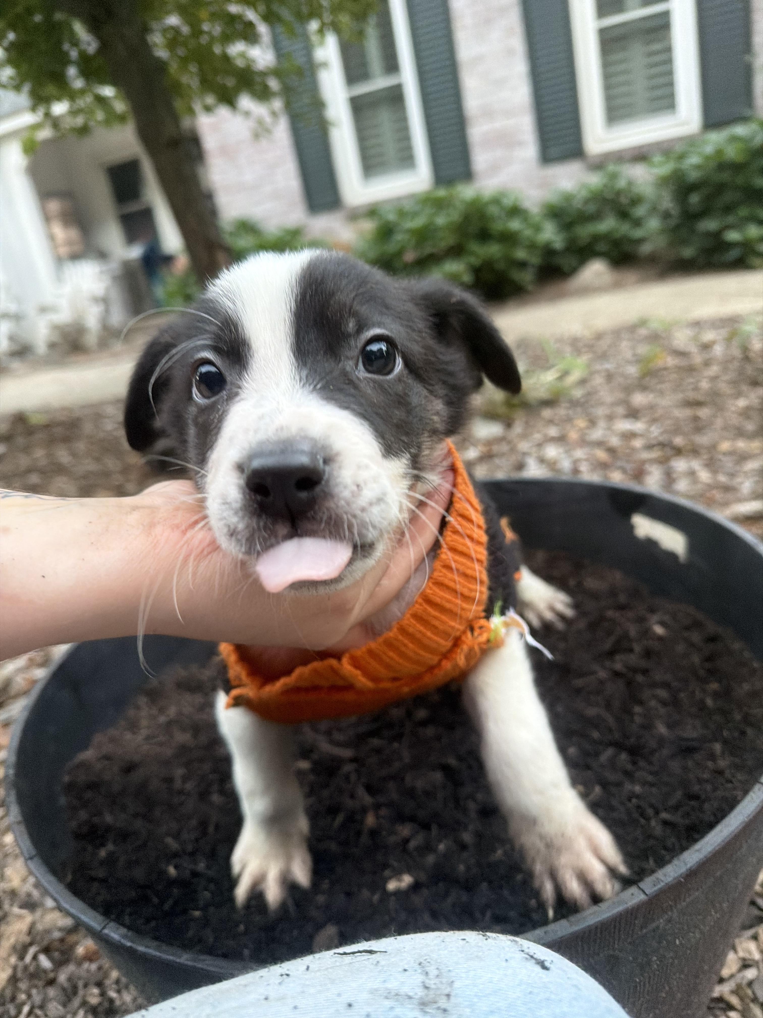 Cheez-it, Adoptable, Puppy Male Border Collie & Spaniel.