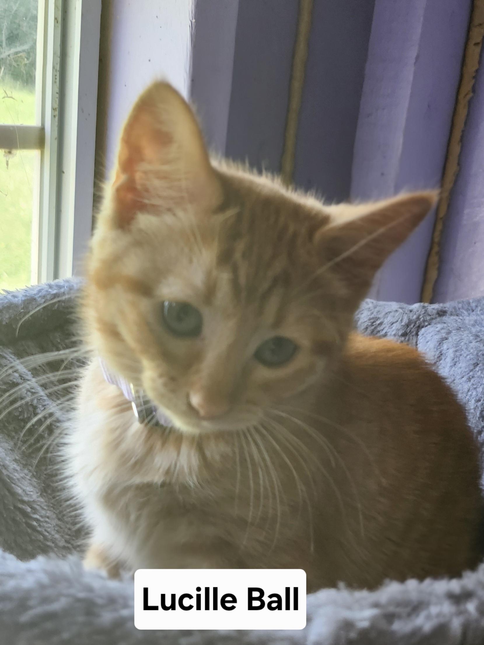 Enlarge Lucille Ball, a Adopted Domestic Short Hair in Tuttle, OK image 1/1