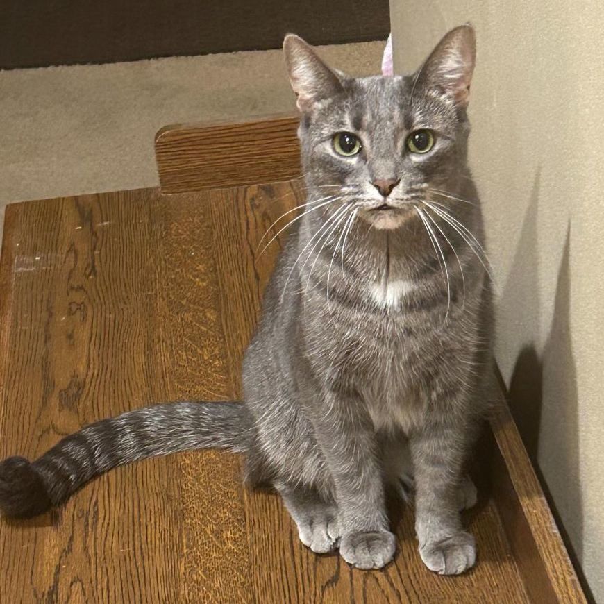 Cat for adoption Nala , a Tabby in Livonia, MI Petfinder